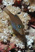 Canthigaster-pygmaea Canthigaster nain-St Johns Sataya-16m-20121024-Denis-ADER-DSC_2669-1_tn
